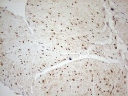 WTAP Monoclonal Antibody (OTI12G7), TrueMAB , OriGene 100 &mu;L; Unconjugated:Antibodies,