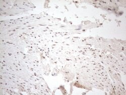 WTAP Monoclonal Antibody (OTI12G7), TrueMAB , OriGene 100 &mu;L; Unconjugated:Antibodies,