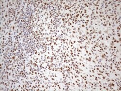 WTAP Monoclonal Antibody (OTI12G7), TrueMAB , OriGene 100 &mu;L; Unconjugated:Antibodies,