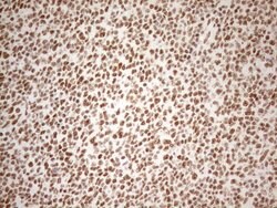 WTAP Monoclonal Antibody (OTI12G7), TrueMAB , OriGene 100 &mu;L; Unconjugated:Antibodies,