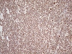 WTAP Monoclonal Antibody (OTI12G7), TrueMAB , OriGene 100 &mu;L; Unconjugated:Antibodies,