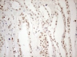 WTAP Monoclonal Antibody (OTI12G7), TrueMAB , OriGene 100 &mu;L; Unconjugated:Antibodies,