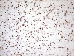 WTAP Monoclonal Antibody (OTI12G7), TrueMAB , OriGene 100 &mu;L; Unconjugated:Antibodies,