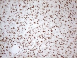 WTAP Monoclonal Antibody (OTI12G7), TrueMAB , OriGene 100 &mu;L; Unconjugated:Antibodies,