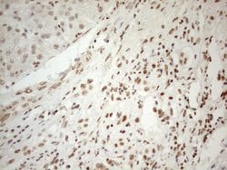 WTAP Monoclonal Antibody (OTI12G7), TrueMAB , OriGene 100 &mu;L; Unconjugated:Antibodies,
