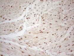 WTAP Monoclonal Antibody (OTI12G7), TrueMAB , OriGene 100 &mu;L; Unconjugated:Antibodies,