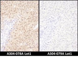 WWOX Rabbit anti-Human, Mouse, Polyclonal, Bethyl Laboratories 100 &mu;L;