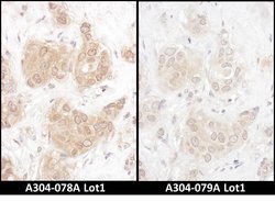 WWOX Rabbit anti-Human, Mouse, Polyclonal, Bethyl Laboratories 100 &mu;L;