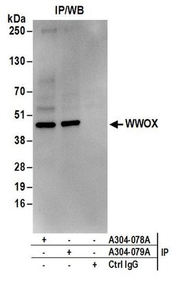 WWOX Rabbit anti-Human, Mouse, Polyclonal, Bethyl Laboratories 100 &mu;L;