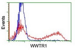 WWTR1 Monoclonal Antibody (OTI1B5), TrueMAB , OriGene 30 &mu;L; Unconjugated:Antibodies,