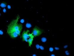 WWTR1 Monoclonal Antibody (OTI1B5), TrueMAB , OriGene 30 &mu;L; Unconjugated:Antibodies,