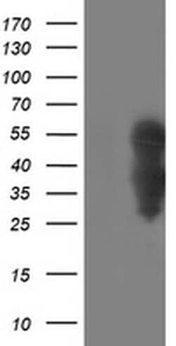 WWTR1 Monoclonal Antibody (OTI1B5), TrueMAB , OriGene:Antibodies:Primary