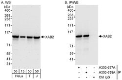 XAB2 Rabbit anti-Human, Polyclonal, Bethyl Laboratories 100 &mu;L; Unconjugated:Antibodies,