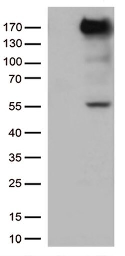 XDH Mouse anti-Human, Clone: OTI5D8, lyophilized, TrueMAB 100 &mu;g; Unconjugated:Antibodies,