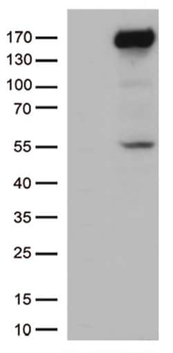 XDH Mouse anti-Human, Clone: OTI1C10, lyophilized, TrueMAB 100 &mu;g; Unconjugated:Antibodies,