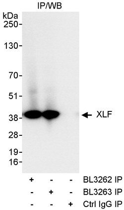 XLF Rabbit anti-Human, Polyclonal, Bethyl Laboratories 10 &mu;L; Unconjugated:Antibodies,