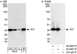 XLF Rabbit anti-Human, Polyclonal, Bethyl Laboratories 100 &mu;L; Unconjugated:Antibodies,