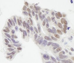 XLF Polyclonal Antibody, Bethyl Laboratories 100 &mu;L; Unconjugated:Antibodies,