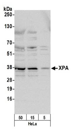 XPA Rabbit anti-Human, Polyclonal, Bethyl Laboratories 100 &mu;l; Unlabeled:Antibodies,