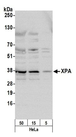XPA Polyclonal Antibody, Bethyl Laboratories 20 &mu;L; Unconjugated:Antibodies,