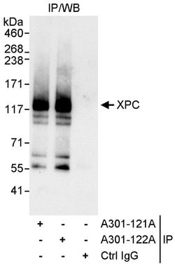 XPC Rabbit anti-Human, Polyclonal, Bethyl Laboratories 10 &mu;L; Unconjugated:Antibodies,