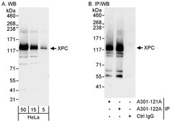 XPC Rabbit anti-Human, Polyclonal, Bethyl Laboratories 100 &mu;L; Unconjugated:Antibodies,