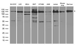 XPC Rabbit anti-Human, Mouse, Rat, Polyclonal, liquid, OriGene 100 &mu;L;