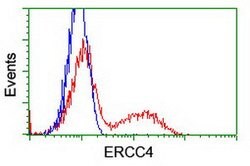 XPF Mouse anti-Human, Clone: OTI6E6, lyophilized, TrueMAB 100 &mu;g; Unconjugated:Antibodies,