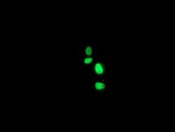 XPF Mouse anti-Human, Clone: OTI2D4, lyophilized, TrueMAB 100 &mu;g; Unconjugated:Antibodies,