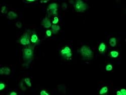 XPF Monoclonal Antibody (OTI2A1), TrueMAB , OriGene 100 &mu;L; Unconjugated:Antibodies,