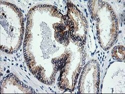 XPF Mouse anti-Human, Clone: OTI6E6, lyophilized, TrueMAB 100 &mu;g; Unconjugated:Antibodies,