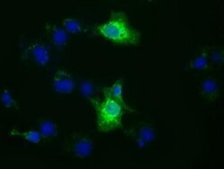 XPNPEP1 Mouse anti-Human, Clone: OTI1E3, liquid, TrueMAB 100 &mu;L; Unconjugated:Antibodies,