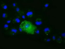 XPNPEP1 Mouse anti-Human, Clone: OTI1E7, lyophilized, TrueMAB 100 &mu;g;