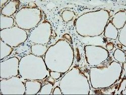 XPNPEP1 Mouse anti-Human, Clone: OTI1E3, liquid, TrueMAB 100 &mu;L; Unconjugated:Antibodies,