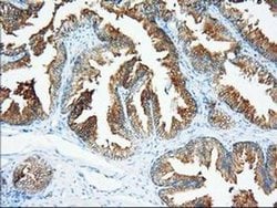 XPNPEP1 Mouse anti-Human, Clone: OTI1E3, liquid, TrueMAB 100 &mu;L; Unconjugated:Antibodies,