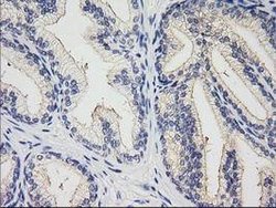 XPNPEP1 Mouse anti-Human, Clone: OTI1E7, lyophilized, TrueMAB 100 &mu;g;