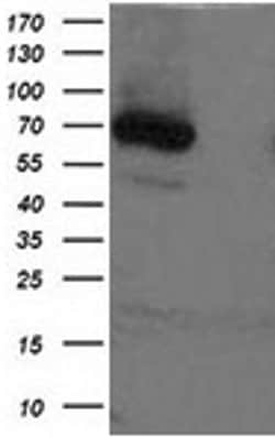 XPNPEP1 Mouse anti-Human, Clone: OTI1E3, liquid, TrueMAB 100 &mu;L; Unconjugated:Antibodies,