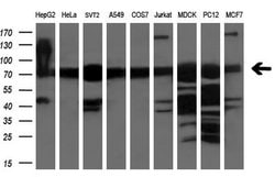 XPNPEP1 Mouse anti-Human, Clone: OTI1E3, liquid, TrueMAB 100 &mu;L; Unconjugated:Antibodies,