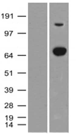 XPNPEP1 Monoclonal Antibody (OTI1E7), TrueMAB , OriGene 100 &mu;L; Unconjugated:Antibodies,