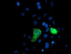 XPNPEP3 Mouse anti-Canine, Human, Mouse, Rat, Clone: OTI4B8, lyophilized,