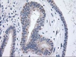 XPNPEP3 Monoclonal Antibody (OTI5G2), TrueMAB , OriGene 100 &mu;L; Unconjugated:Antibodies,