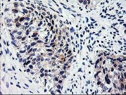 XPNPEP3 Monoclonal Antibody (OTI5G2), TrueMAB , OriGene:Antibodies:Primary