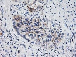 XPNPEP3 Monoclonal Antibody (OTI4B8), TrueMAB , OriGene 100 &mu;L; Unconjugated:Antibodies,