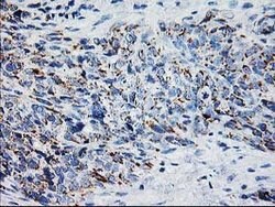 XPNPEP3 Mouse anti-Canine, Human, Mouse, Rat, Clone: OTI4B8, lyophilized,