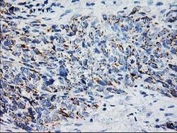 XPNPEP3 Monoclonal Antibody (OTI4B8), TrueMAB , OriGene 100 &mu;L; Unconjugated:Antibodies,