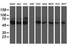 XPNPEP3 Monoclonal Antibody (OTI4B8), TrueMAB , OriGene 100 &mu;L; Unconjugated:Antibodies,