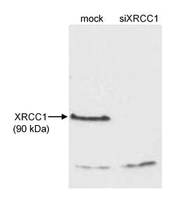 XRCC1 Rabbit anti-Human, Polyclonal, Bethyl Laboratories 100 &mu;L; Unconjugated:Antibodies,