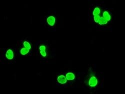 XRCC1 Mouse anti-Human, Clone: OTI2F8, lyophilized, TrueMAB 100 &mu;g;