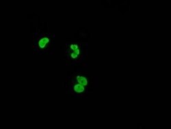 XRCC1 Mouse anti-Human, Clone: OTI2E8, liquid, TrueMAB 100 &mu;L; Unconjugated:Antibodies,