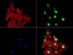 XRCC1 Mouse anti-Human, Clone: UMAB40, liquid, UltraMAB 30 &mu;L; Unconjugated:Antibodies,